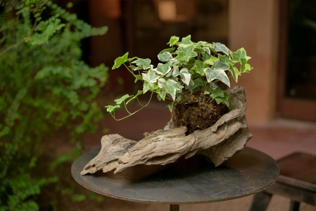 Xanh 4 - Thường xuân