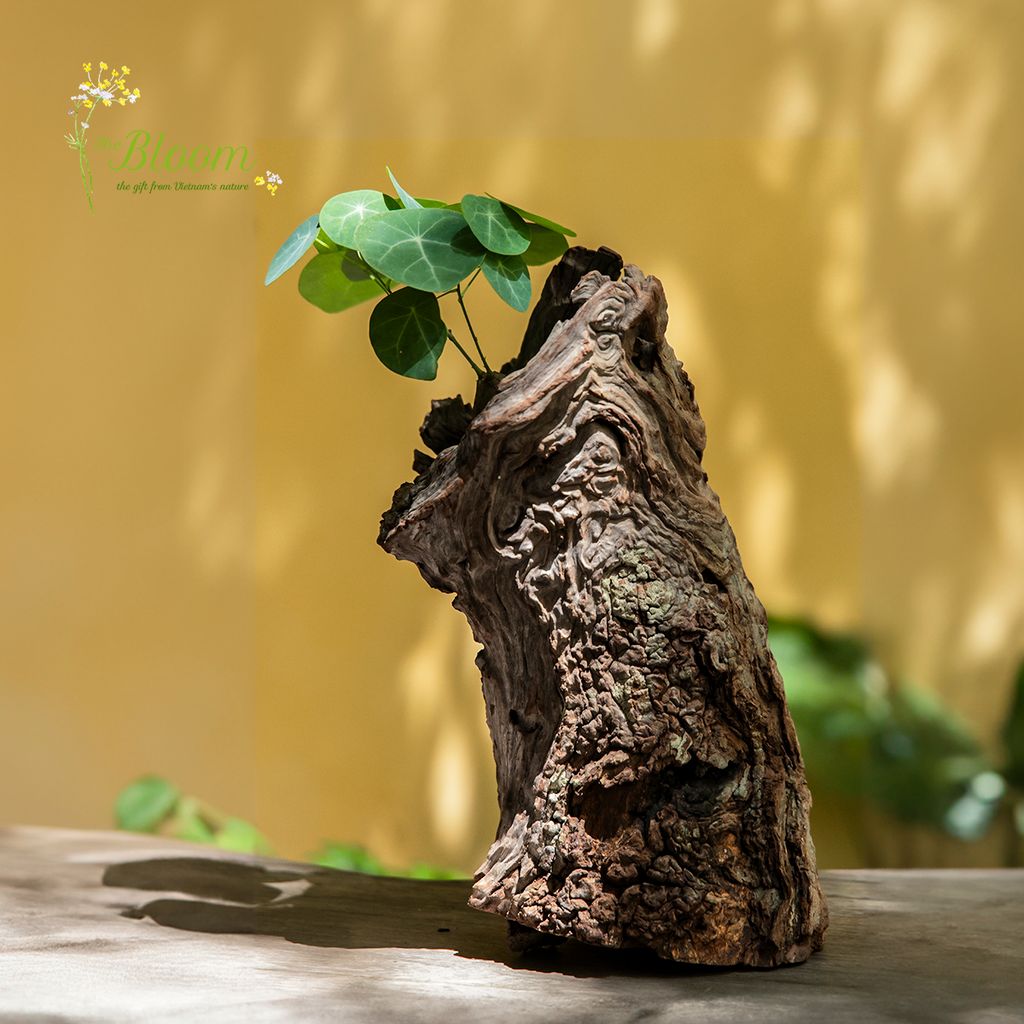 Xanh 5 - Củ Bình Vôi