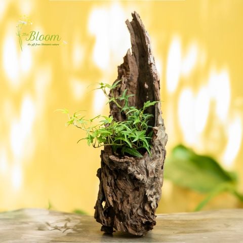 Xanh 5 - Thường Xuân Lá Kim