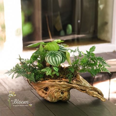 Xanh 7 - Dưa hấu