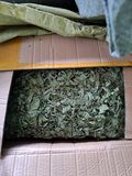  Bạc Hà Sấy Khô (Trà Bạc Hà) Lon 100Gram 