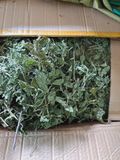  Bạc Hà Sấy Khô (Trà Bạc Hà) Lon 100Gram 