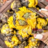  Trà Phổ Nhĩ Cúc Vàng (Trà Phổ Nhĩ Nở Hoa - Trà Pu'er Vân Nam - Trà Kim Qua Cống - Trà Nhân Đầu Cống) - Túi 250gr 