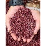  Đậu Đỏ Sấy Khô (Xích Tiểu Đậu - Mễ Xích – Mao Sài Xích - Azuki bean) - Túi 500gr 