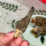  Nấm Bụng Dê Sấy Khô (Nấm Quý Tây Bắc) - Túi 100gr 