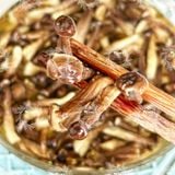  Nấm Lộc Nhung Khô (Nấm Nhung Hươu - Nấm Nhung Gạc) Túi 100Gr 