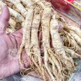  Nhân Sâm Trường Bạch Size 60 CỦ/ 1KG (Nhân Sâm Nguyên Củ - Nhân Sâm Sấy Khô) Hộp 500g 