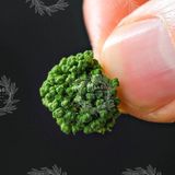  Nụ Tam Thất Bao Tử (Hàng Sấy Khô Tự Nhiên) - Chai Thủy Tinh Cao Cấp 250gr 