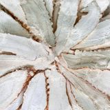  Bạch Chỉ Khô Thái Lát Loại 1 Trắng Thơm Đẹp (Hương Bạch Chỉ - Phong Hương - Radix Angelicae Dahurica) Túi 1kg 
