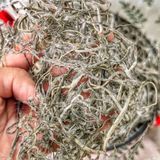  Rong Biển Khô (Phổ Tai) Nấu Chè Nấu Sâm - Túi 500gram 