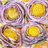  Trà Hoa Sen (Lotus) Sấy Lạnh Nguyên Bông - Hộp 5 Bông 