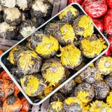  Trà Phổ Nhĩ Cúc Vàng (Trà Phổ Nhĩ Nở Hoa - Trà Pu'er Vân Nam - Trà Kim Qua Cống - Trà Nhân Đầu Cống) - Túi 250gr 