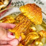  Nấm Tùng Nhung Sấy Khô (Nấm Thông Sấy Khô) - Túi 100gr 