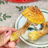  Nấm Tùng Nhung Sấy Khô (Nấm Thông Sấy Khô) - Túi 100gr 
