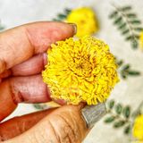  Trà Hoa Cúc Vàng (Hoàng Cúc) - Hủ Thủy Tinh Cao Cấp 300gr 