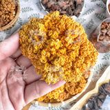  Nấm Kim Nhĩ (Mộc Nhĩ Vàng, Nấm Tuyết Vàng, Nấm Tạng Nhĩ) 
