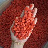  Kỷ Tử Ngọt Sấy Khô Túi 500Gram 