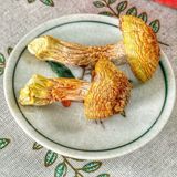  Nấm Tùng Nhung Sấy Khô (Nấm Thông Sấy Khô) - Túi 100gr 