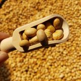  Đậu Nành Sấy Giòn - Lon 450gr Siêu Thơm 