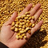  Đậu Nành Sấy Giòn - Lon 450gr Siêu Thơm 