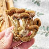  Nấm Trân Châu Nameko (ナメコ – Pholiota Nameko - Butterscotch Mushroom) 