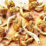 Nấm Trân Châu Nameko (ナメコ – Pholiota Nameko - Butterscotch Mushroom) 