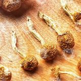  Nấm Trân Châu Nameko (ナメコ – Pholiota Nameko - Butterscotch Mushroom) 