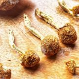  Nấm Trân Châu Nameko (ナメコ – Pholiota Nameko - Butterscotch Mushroom) 