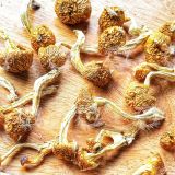  Nấm Trân Châu Nameko (ナメコ – Pholiota Nameko - Butterscotch Mushroom) 