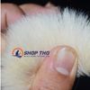  Chổi quét sơn lông cừu siêu mịn - 96mm 