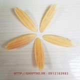  Đầu bịt nhựa khoan chéo #18 - màu vàng vân gỗ (túi 100c) 