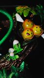  BallBall Studio - Bulbasaur - Pokemon 