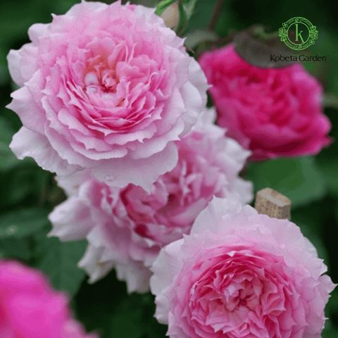 Hoa hồng Doniazade