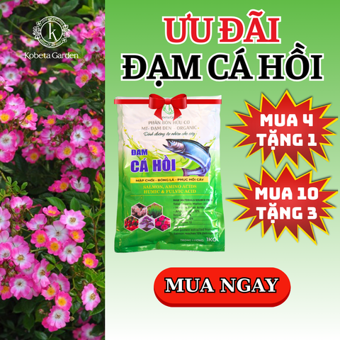 Phân bón hữu cơ đạm cá hồi