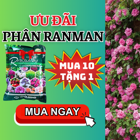 RANMAN - Phân bón hoa hồng hữu cơ