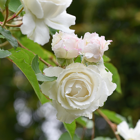 Hoa hồng Creed