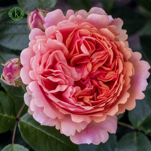 Hoa hồng Chippendale