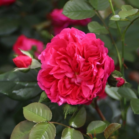 Hoa hồng Deep Love