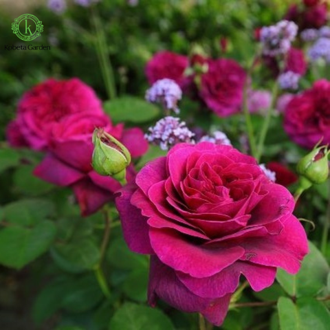 Hoa hồng Deep Secret