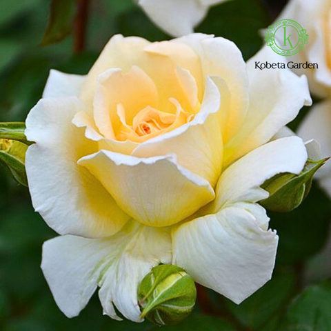 Hoa hồng Dun Huang