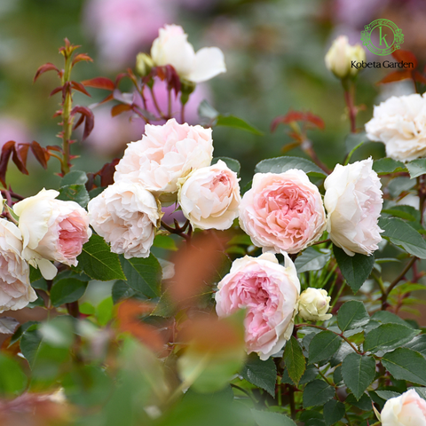 Hoa hồng Frances Burnett