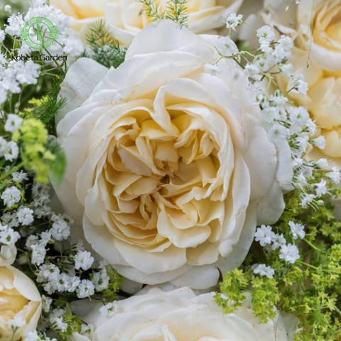 Hoa hồng Friedenslicht