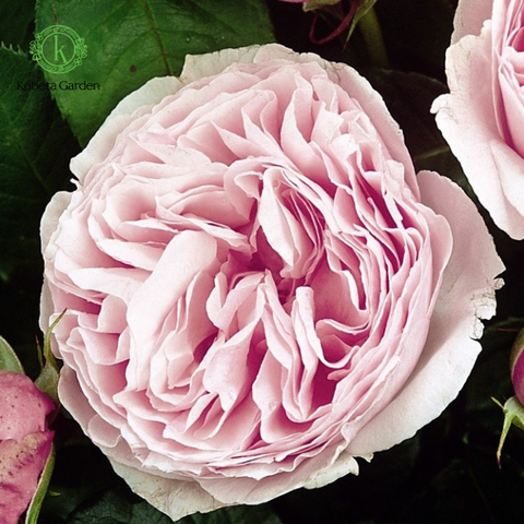 Hoa hồng Gartenträume