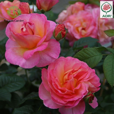 Hoa hồng Hybrid Tea Rose