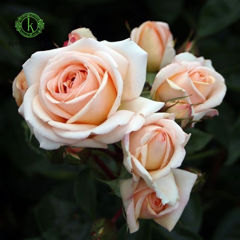 Hoa hồng Lady Capri