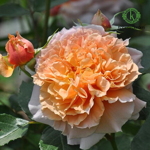 Hoa hồng Le Sablier