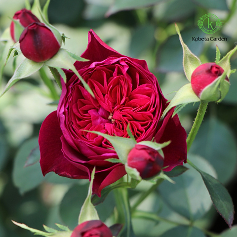 Hoa hồng Lewis Carroll