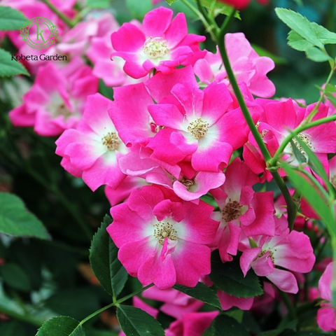 Hoa hồng Libertas