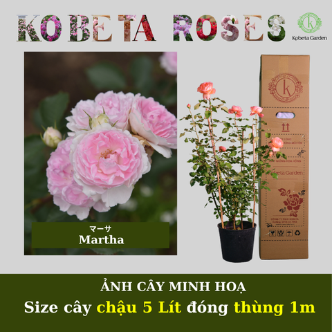 Hoa hồng Martha