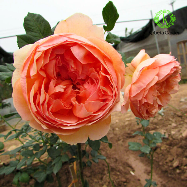 Hoa hồng Masora – Kobeta Garden
